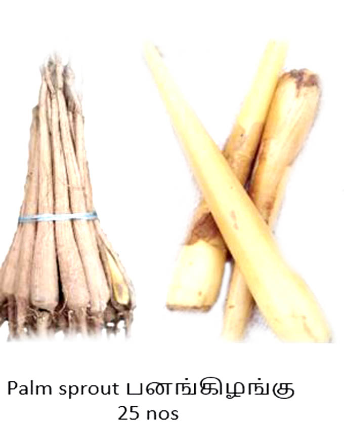 a4 copy Palmyra Sprout